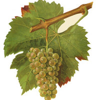 Altesse Wine Grape of Savoie