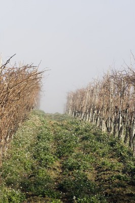 The Marche region produces Pinot Nero close to Ancona, Italy