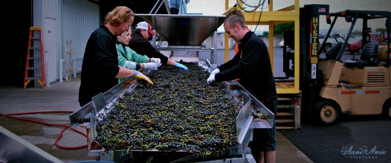 Pinot Noir Sorting Table Oregon Harvest Anne Amie Vineyards