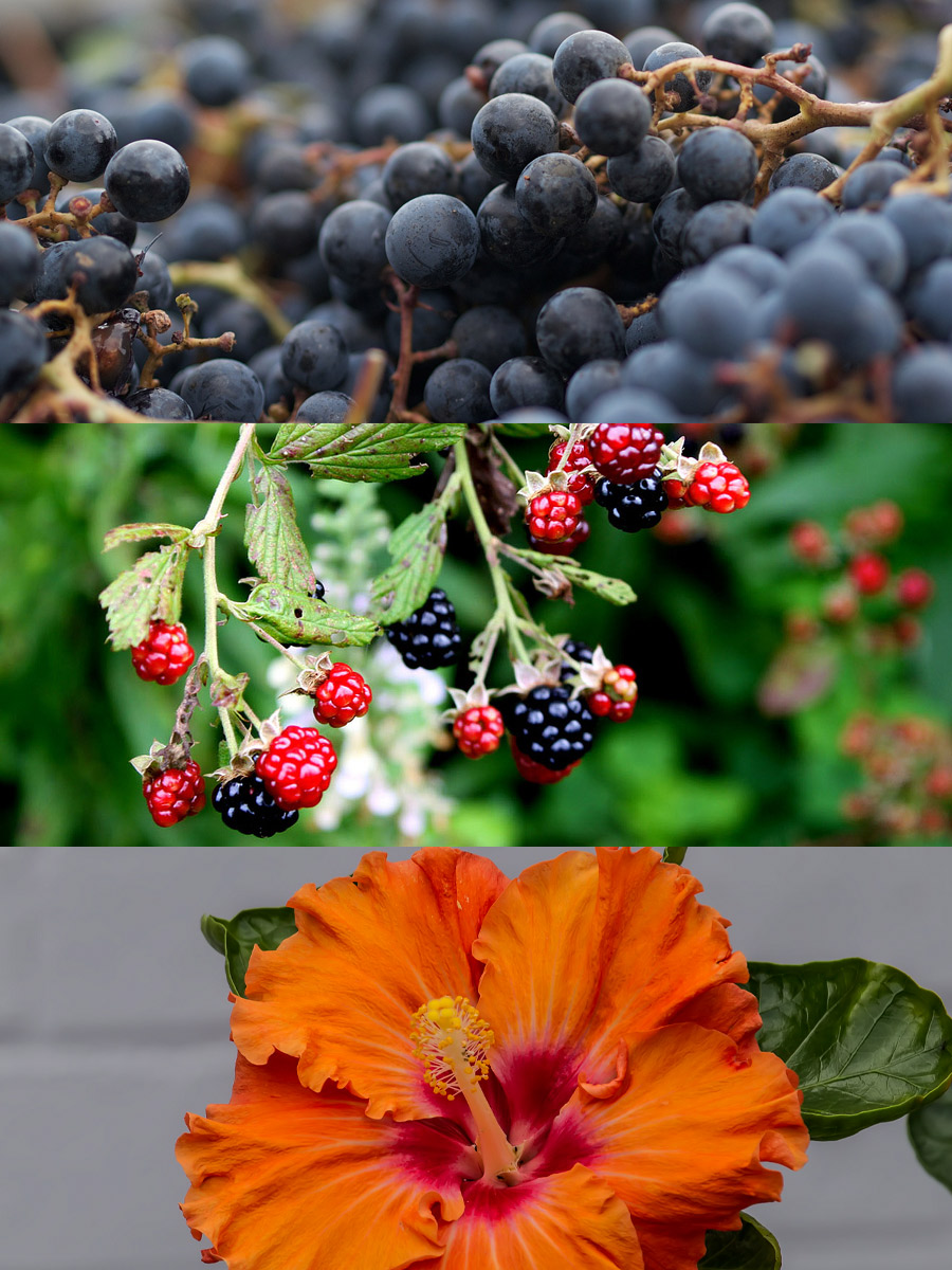 anthocyanin-in-grapes-blackberries-hibiscus