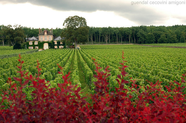 Vineyards in Burgundy