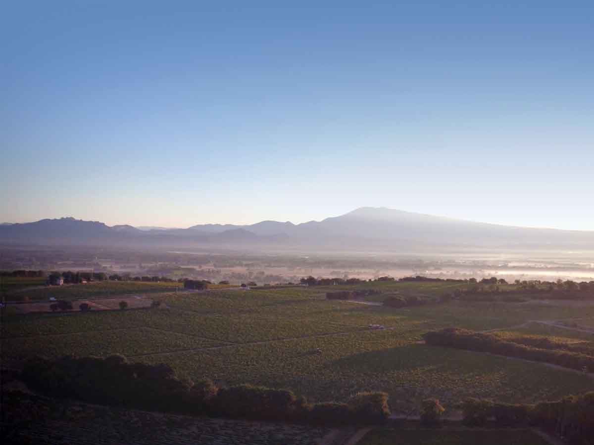 All About Châteauneuf-du-Pape Wine