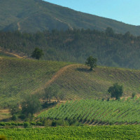 Casablanca Valley Chile Vineyards