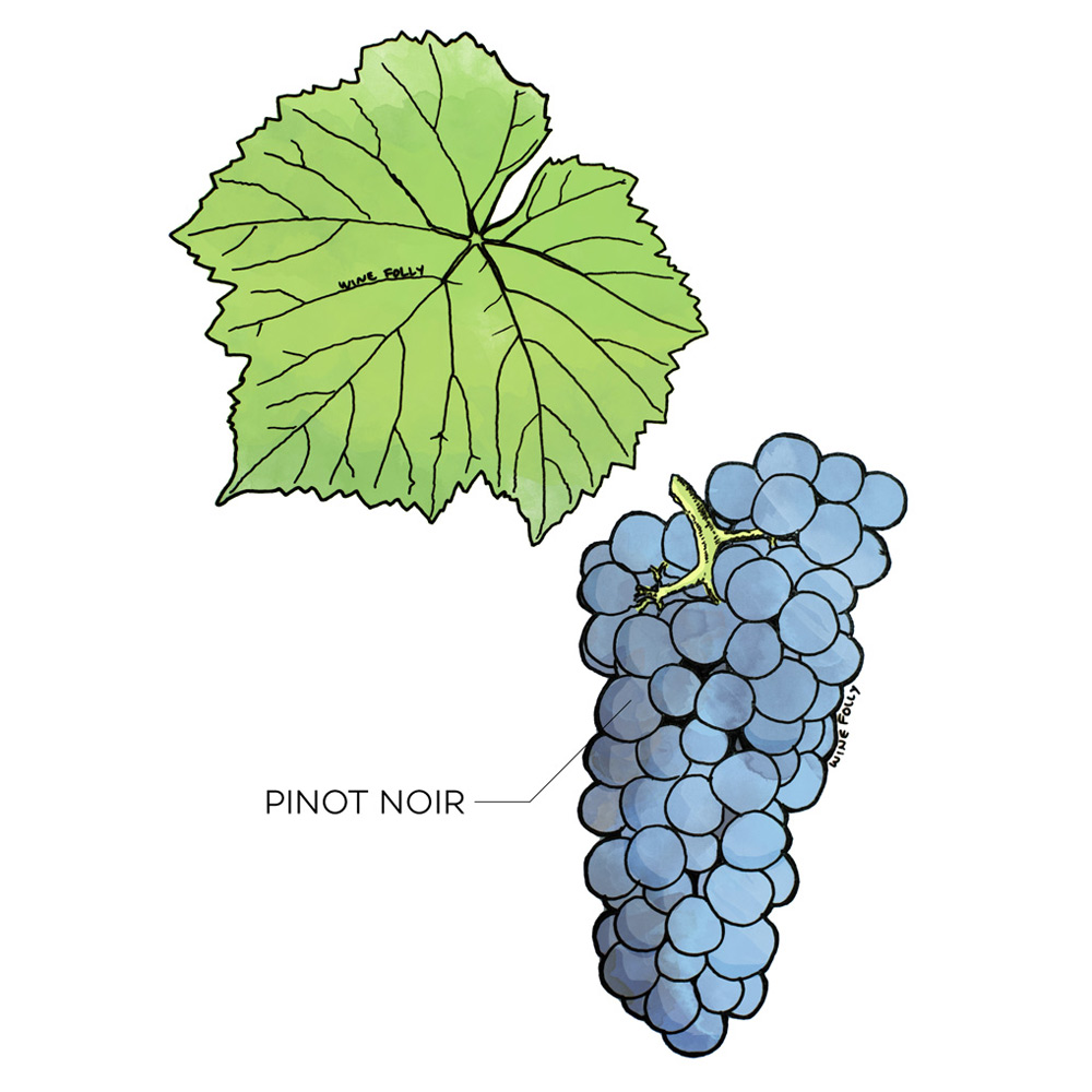 Illustration of Pinot Noir Grapes and Leaf