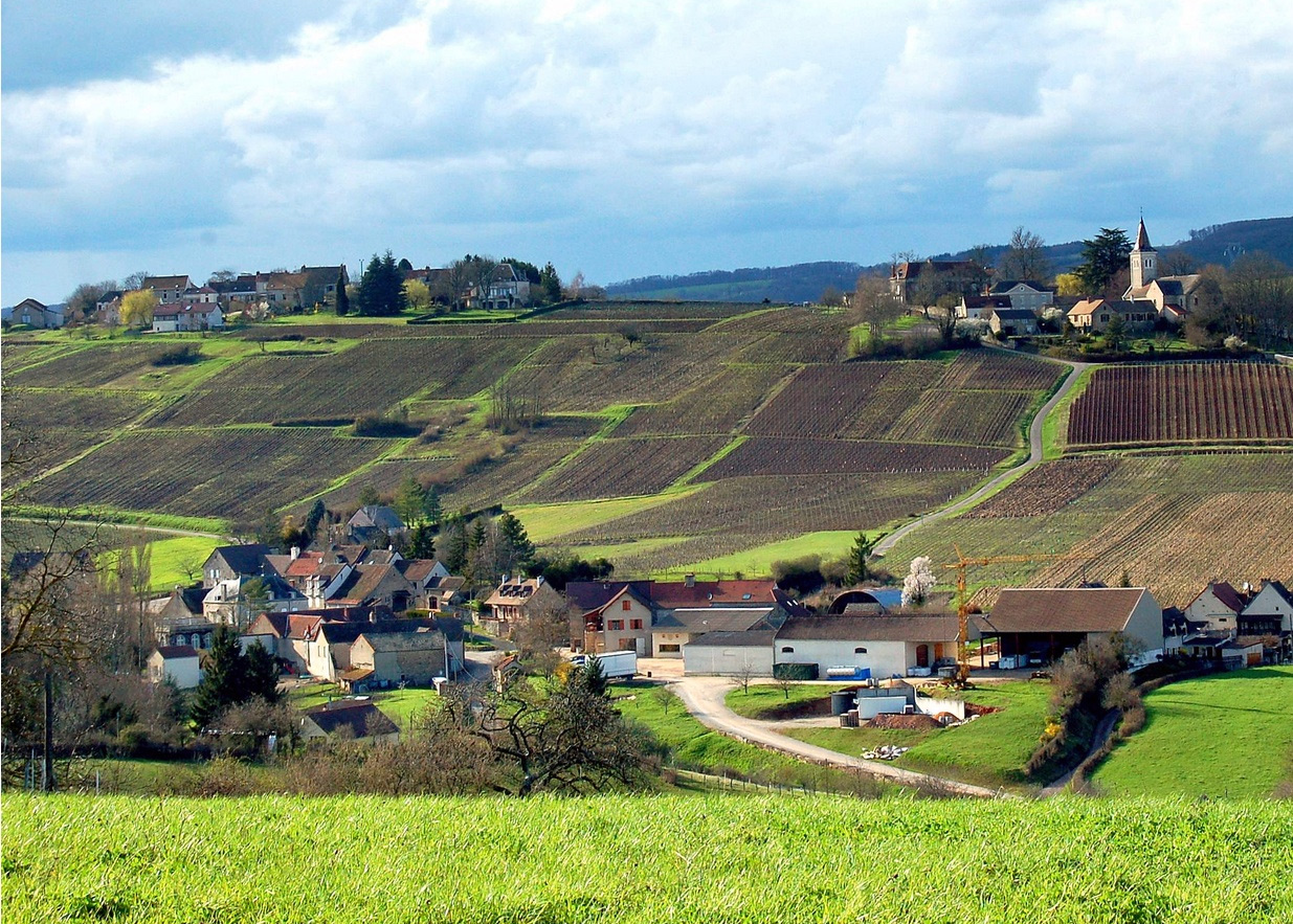 Côte Chalonnaise Burgundy Wine Region Picture