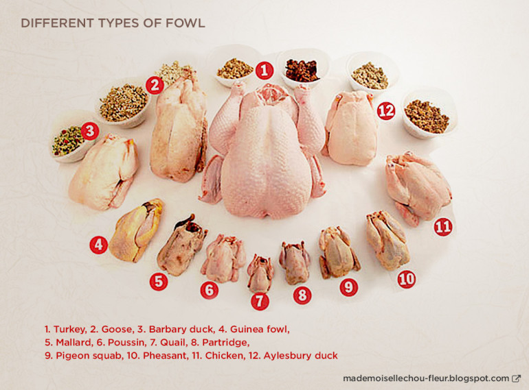 Different Types of Poultry Mlle Chou Fleur