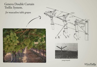 double-curtain-table-grape-trellising-systems