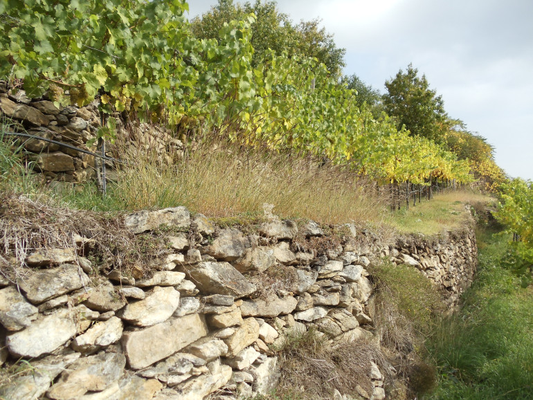 Dry Terraces of the Wachau Valley Wine region of Austria by Lindsay Pomeroy