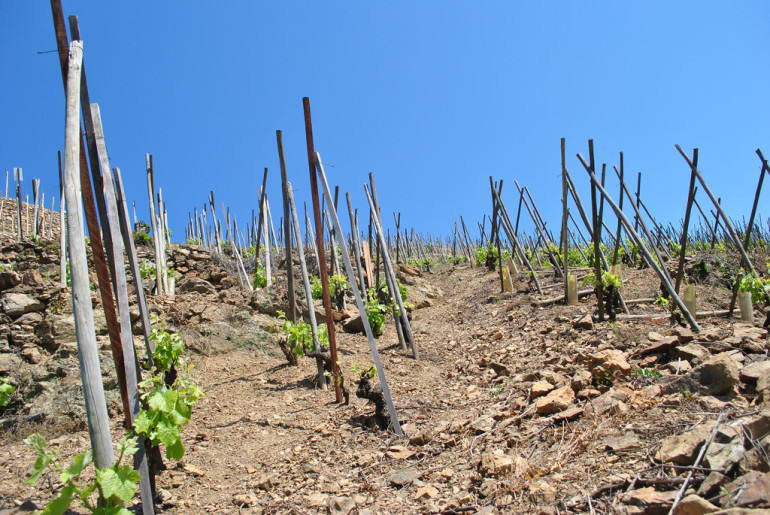 ed-clayton-cote-rotie-vineyard-soil-type