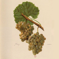 Gringet Wine Grape of Savoie