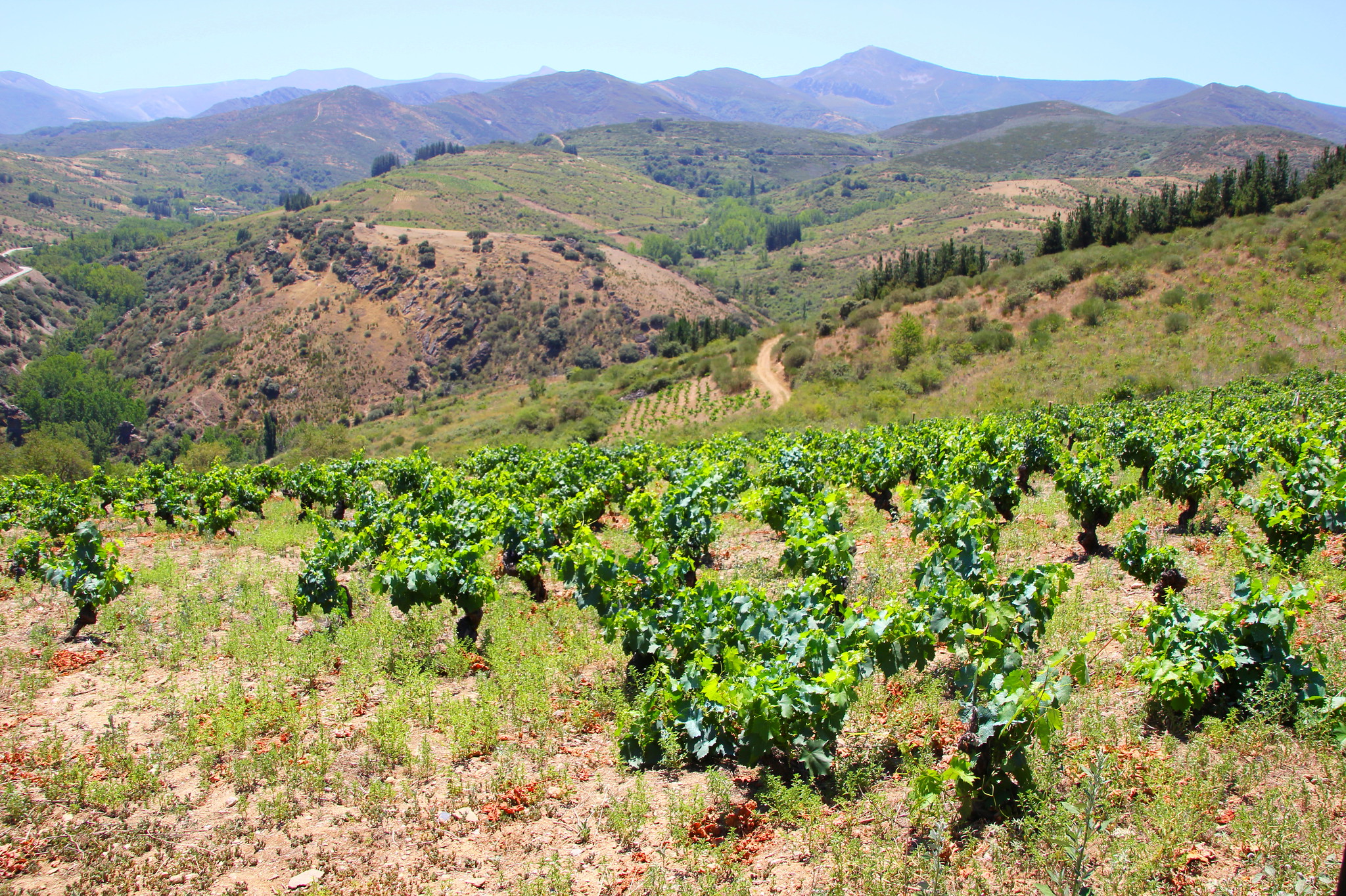 Bush vines on a hot day planted on a hill in Spain