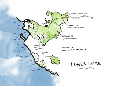 Lower Loire Nantes region is known for Muscadet wine