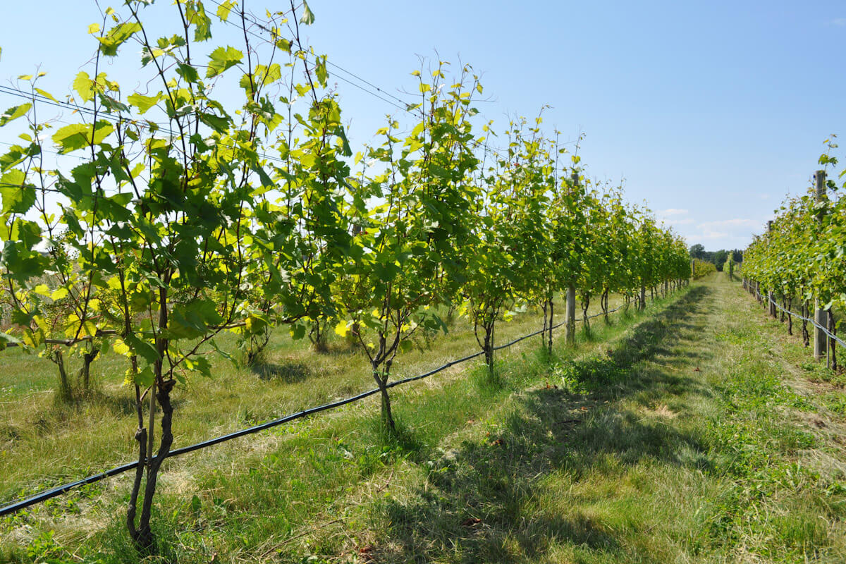 Grapevines in Long Island, New York.