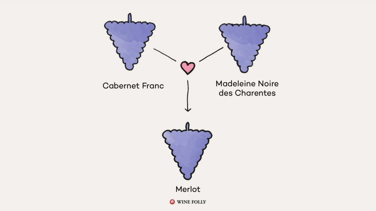 Illustration of parentage of Merlot