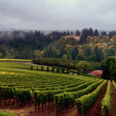 Oregon Vineyards Archery Summit in Dundee Hills Willamette Valley