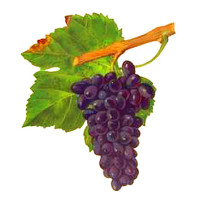 Persan red wine grape of Savoie