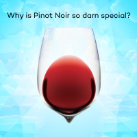 pinot-noir-information