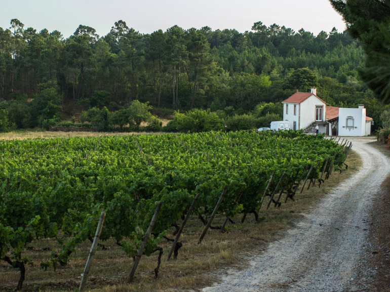 portugal-dao-vineyard-mencia-jaen