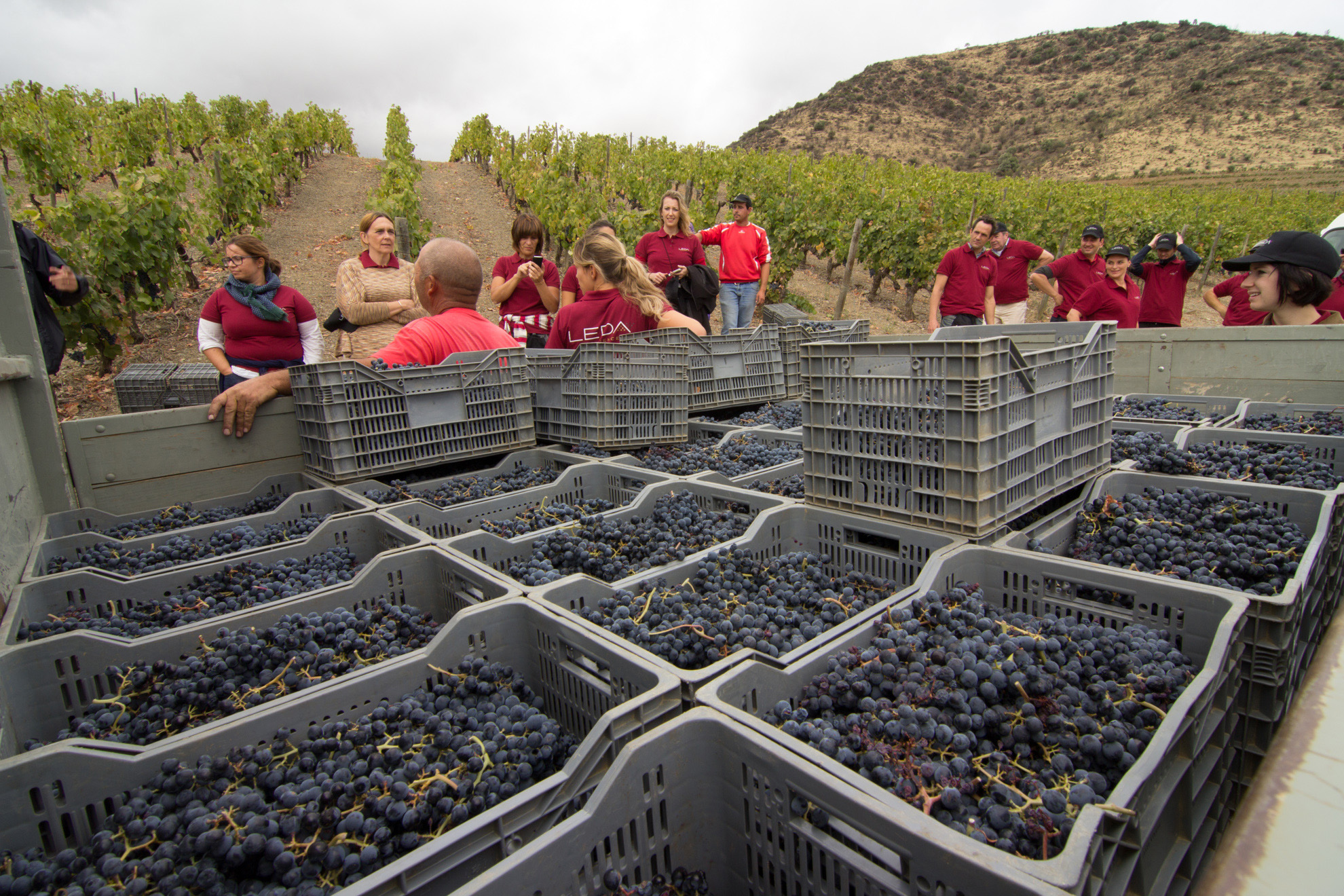 Portugal Vineyard Harvest Quinta de Leda