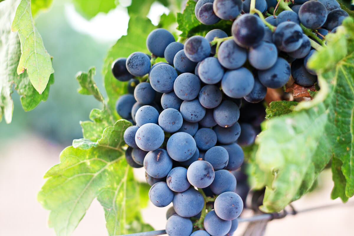 A bunch of red grapes in a vineyard in Spain. Photo by Nacho Domínguez Argenta