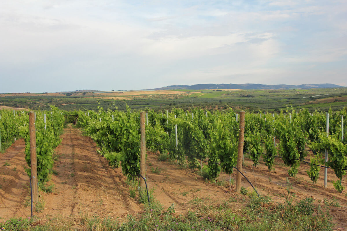 A vineyard near Canosa di Puglia.