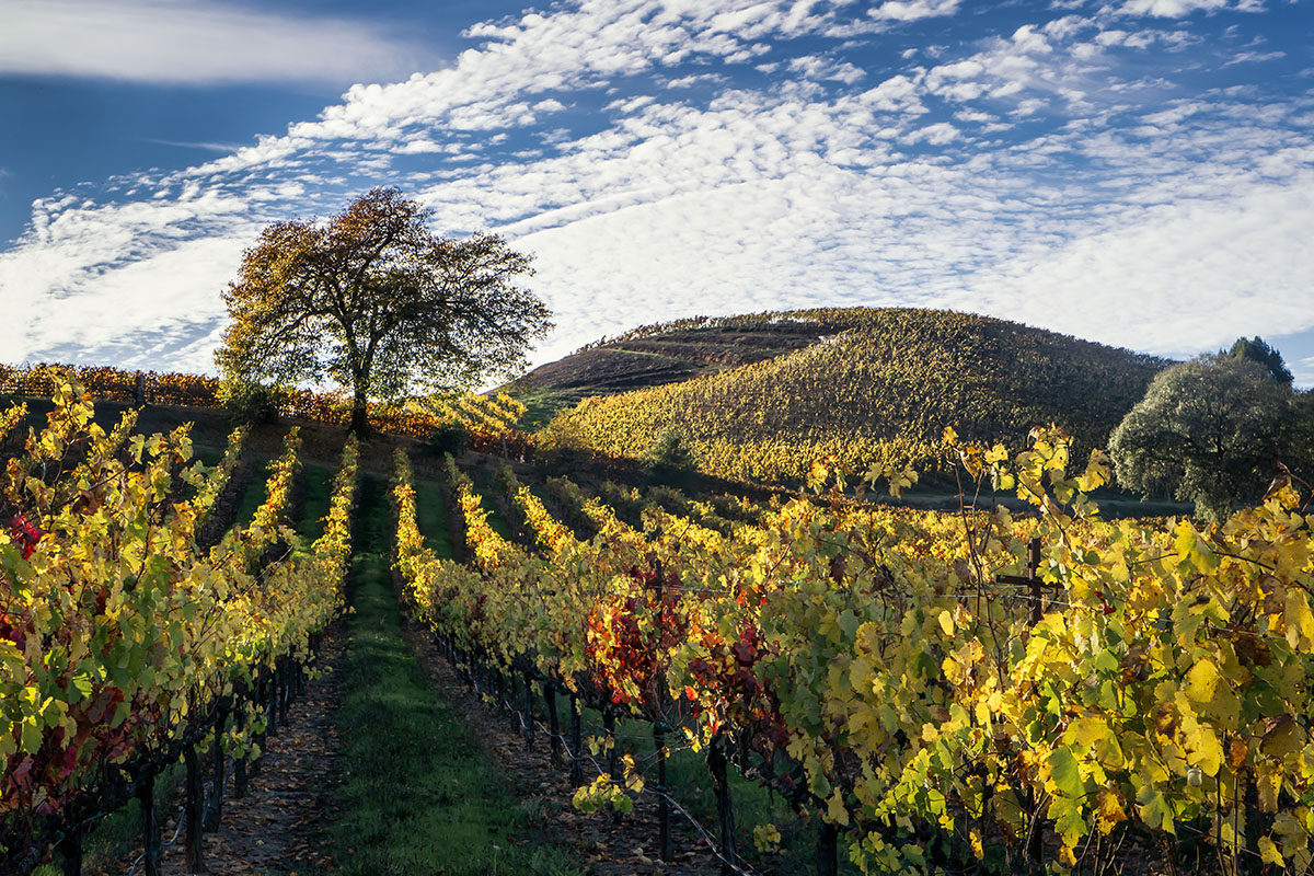 A vineyard in the Russian River Valley of California during autumn.