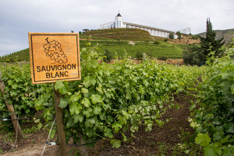 Sauvignon-Blanc-Vineyards-Chile-CocombreLibre