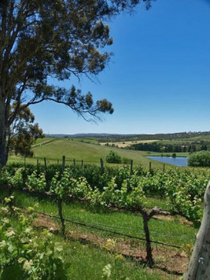 South Australia Wine Country