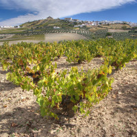 special albariza soil andalucia Sherry Vineyards Spain Chris Juden