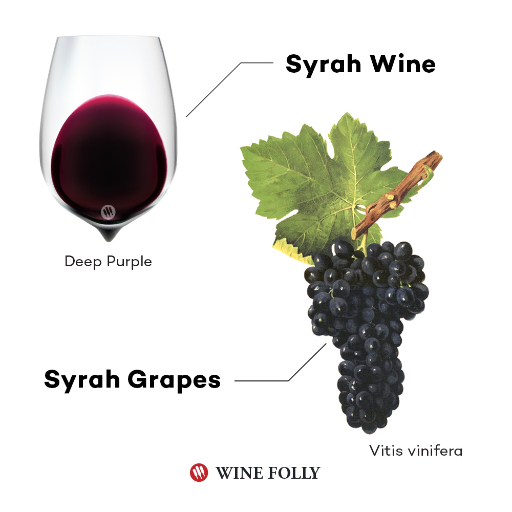 Syrah Grapes and Syrah Wine in a glass by Wine Folly