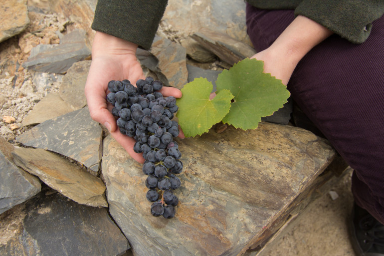 A bunch of Touriga Nacional Grapes. photo taken in Douro Superior by Justin Hammack