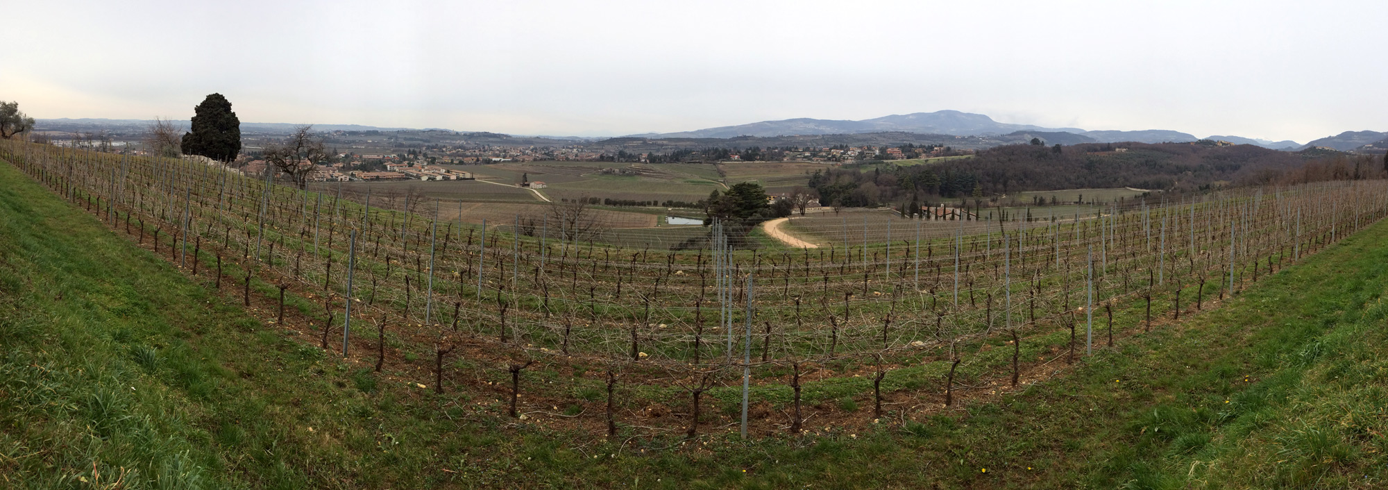 Looking west into the Negrar Valley in the Classico region of Amarone della Valpolicella - Vineyard photo by Wine Folly