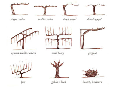 vine-training-wine-folly