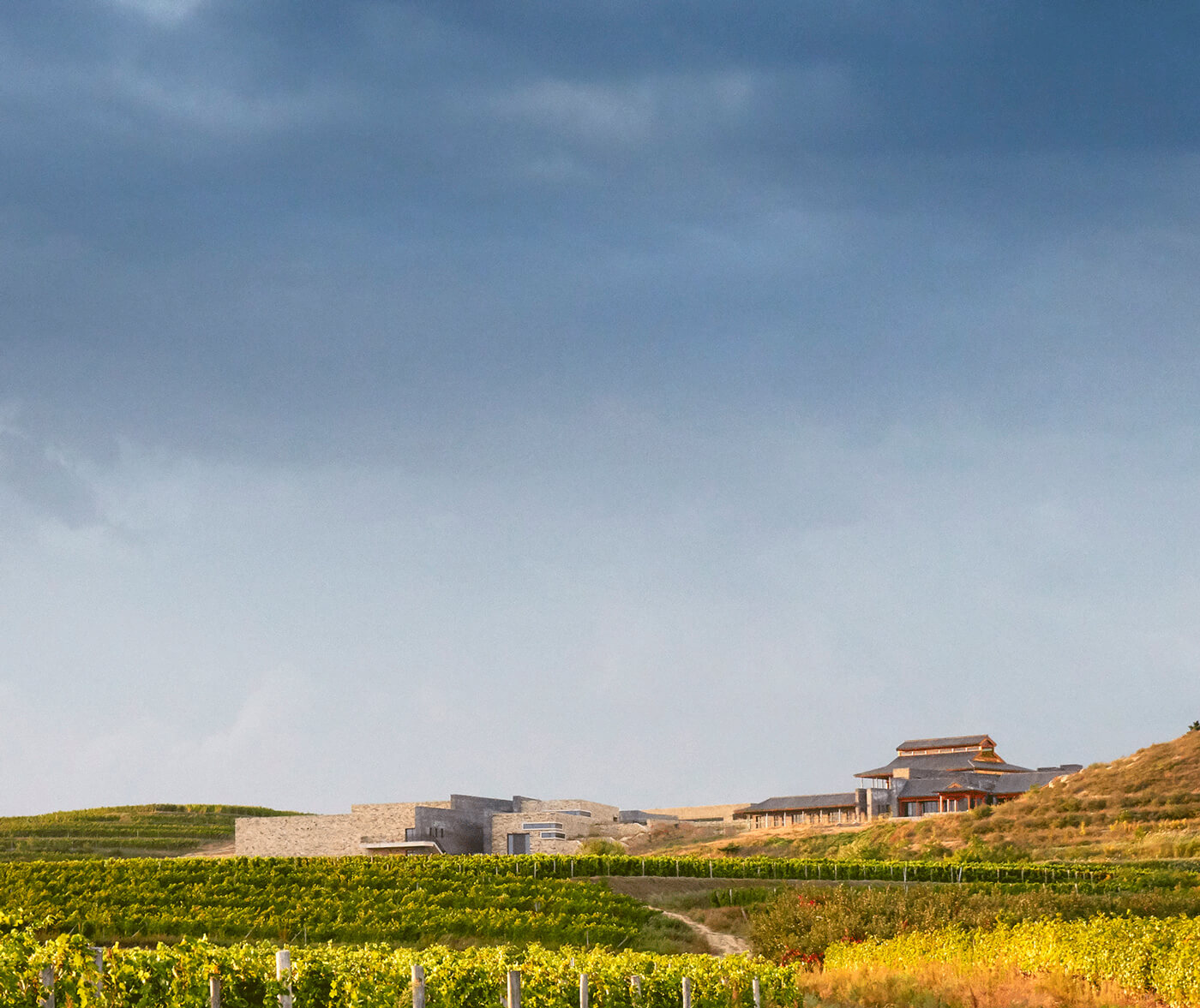 domaine-de-long-dai in China's Penglai - Yantai wine region