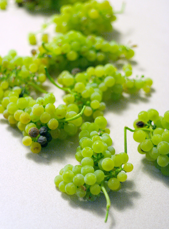 Viognier-grapes-by-Greg-hirson