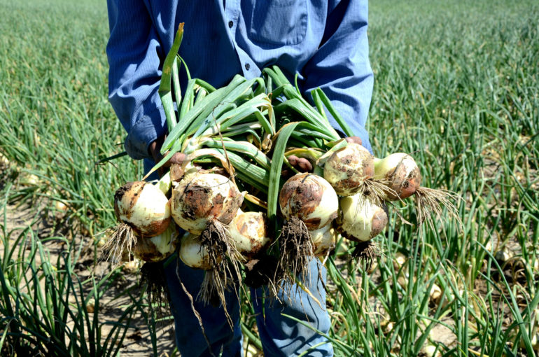 Walla-Walla-Sweet-Onions-NRCS-Oregon