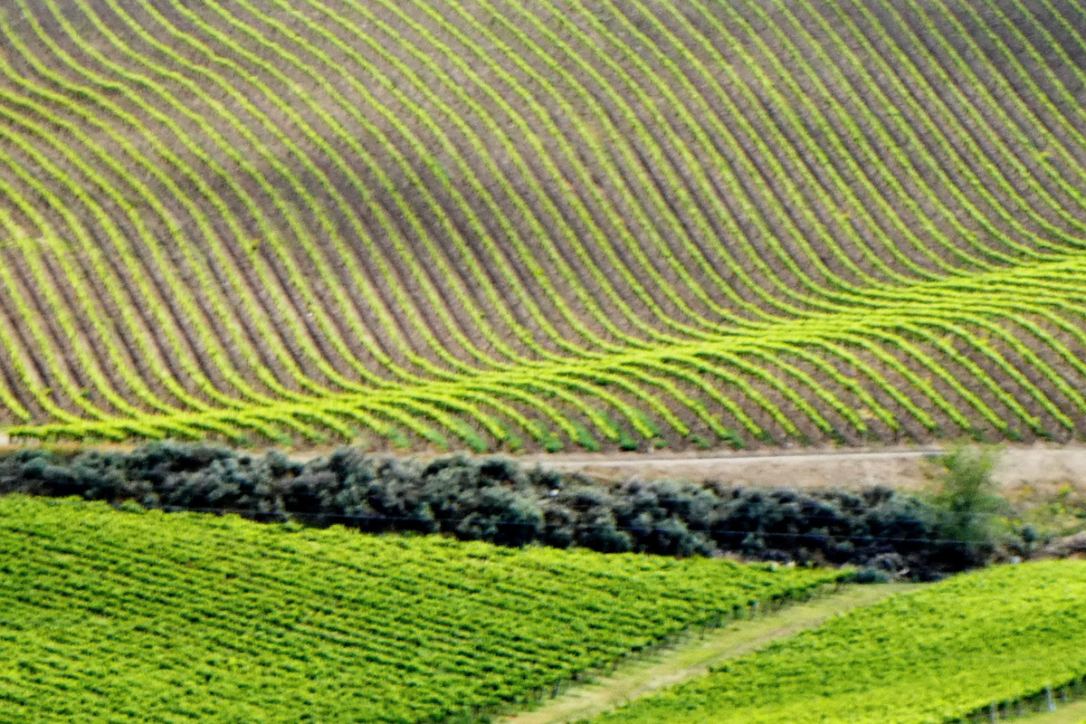 The vineyards of the Yakima region in Washington.