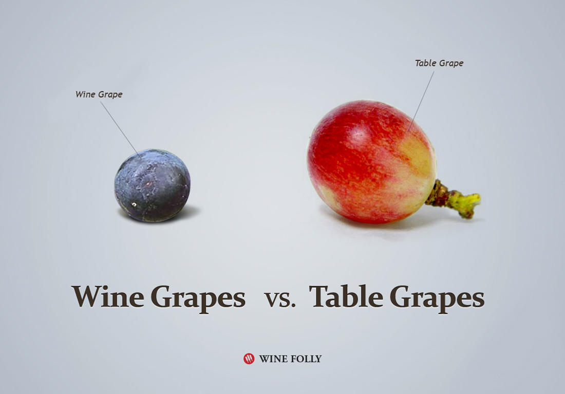 Wine Grapes vs. Table Grapes Image by Wine Folly