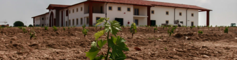 Vine cuttings grow in mineral-rich clay soils from the ice age.  photo by Le Morette: https://www.luganalemorette.it/the-farm/?lang=en 