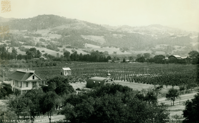 Vineyards, Italian-Swiss Colony, Asti, California