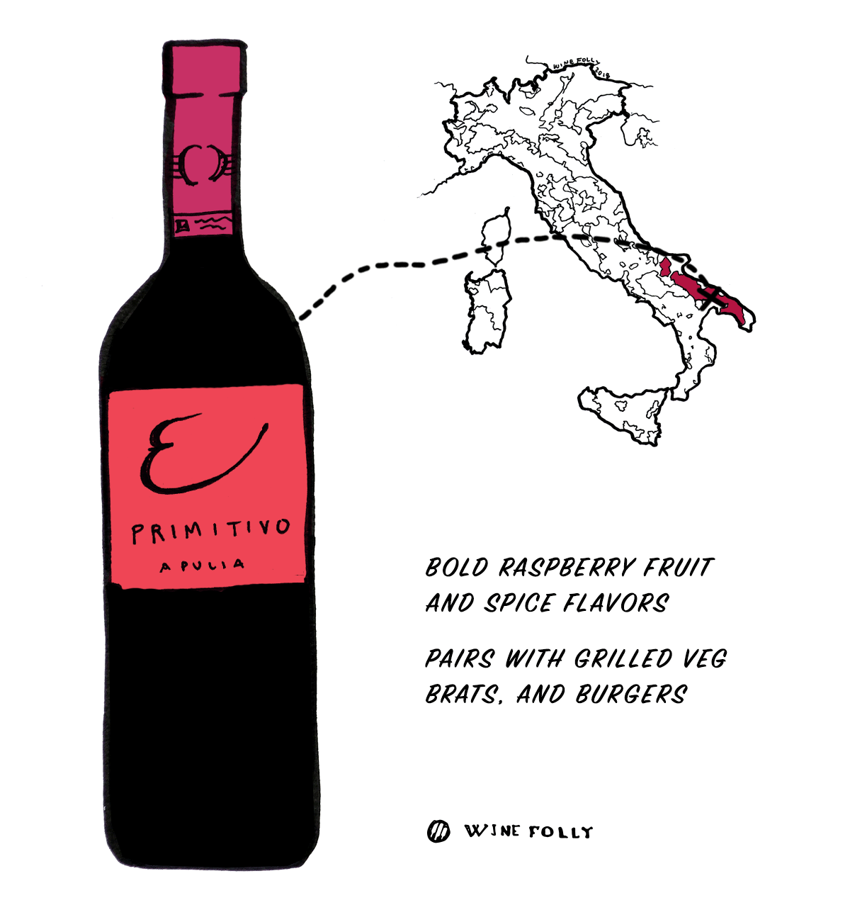 Primitivo red wine grape from Italy - Great choice for beginners into Italian wine - Illustration by Wine Folly