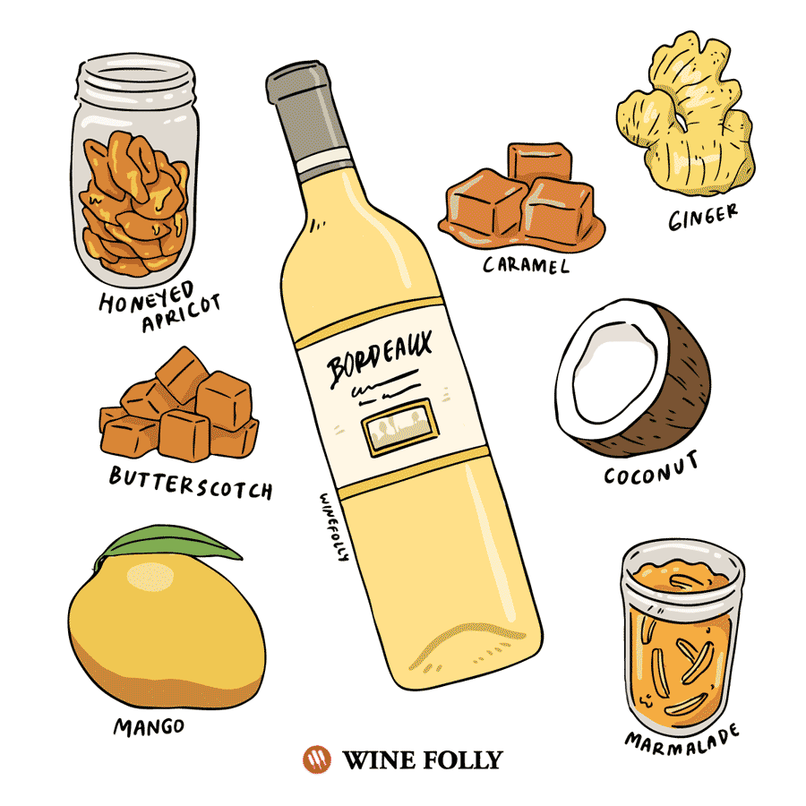 winefolly-illustrations-sweet-bordeaux-sauternes