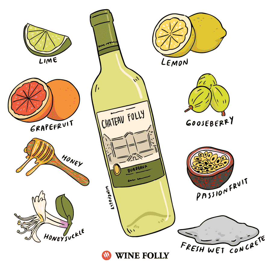 winefolly-illustrations-white-bordeaux